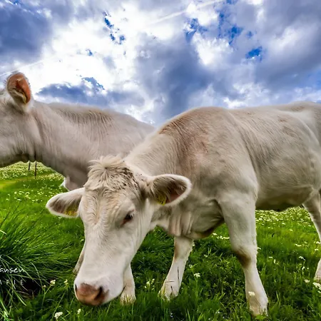 Gaestehaus Seewald- 7 